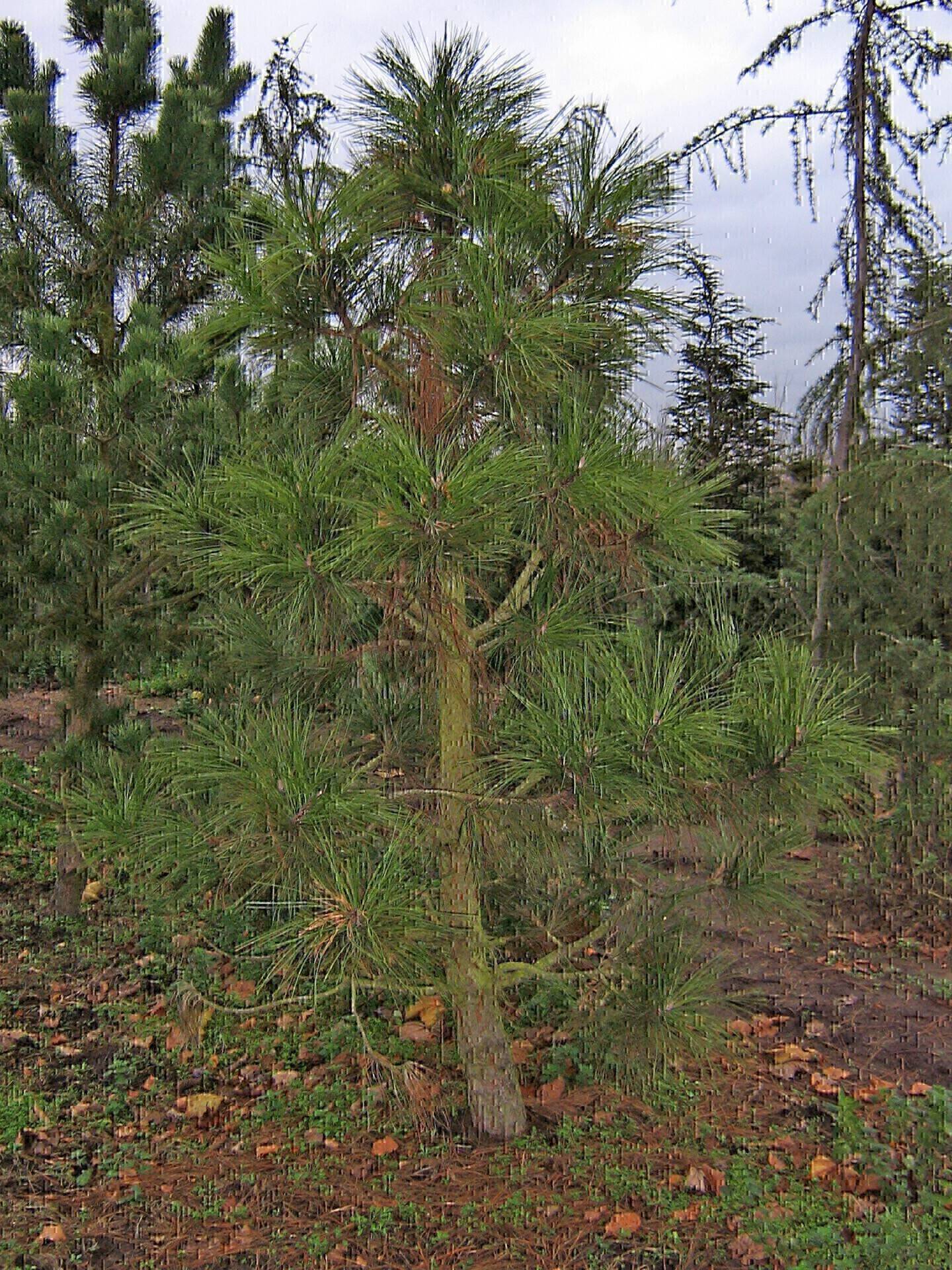 Pinus ponderosa_02